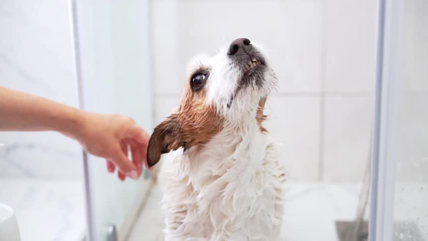 A drenched Jack Russell Terrier dog shakes off water in a shower, a snapshot of a pet bath routine filled with splashes and energy