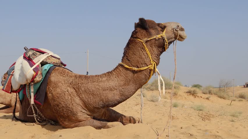 pet camel with traditional sitting cart at desert at day from different angle video is taken at rajasthan, India. Royalty-Free Stock Footage #3490200405