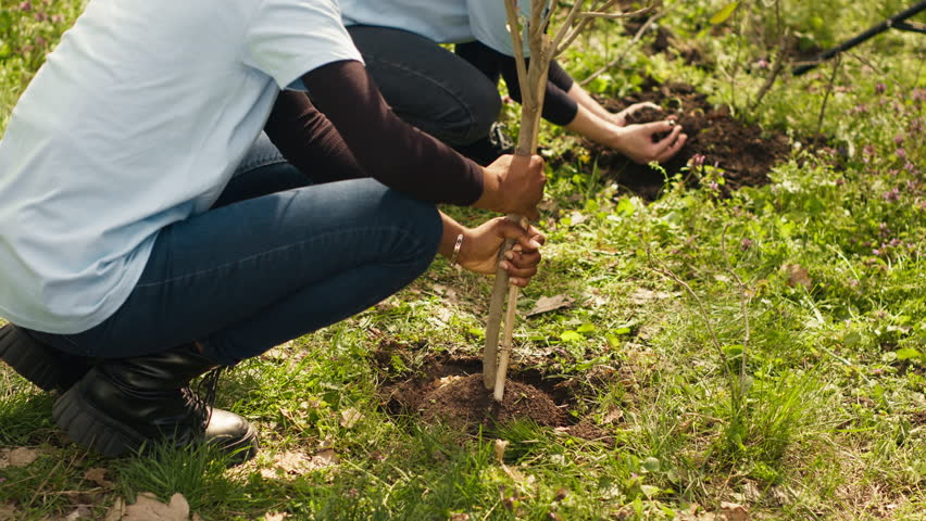 Activists joining forces in planting trees in the woods with commitment to nature conservation, nurturing its growth and preserving the seedlings. Dedicated group of environmentalists. Camera A.