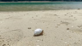 A white-shelled hermit crab walks on the beach. There is warm sunshine in Thailand.