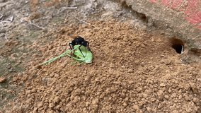 Sphex Digger Wasp dragging paralysed grasshopper prey into her nesting burrow. Female Black Digger Wasp with orange wings
