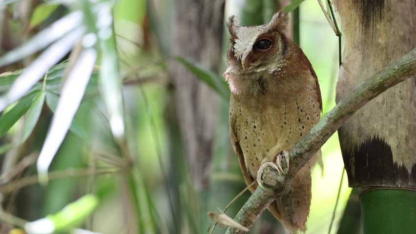 The low sound of White fronted Scops Owl and the noise sound of cicada in nature Royalty-Free Stock Footage #3490334623