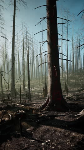 A burnt forest after a massive forest fire, featuring a dense growth of tall trees reaching towards the sky. Royalty-Free Stock Footage #3490338369