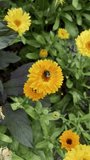 orange flowers in the garden and a bee,slow-motion vertical video