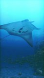 A large manta ray gracefully swims through the ocean depths, showcasing its sleek body and distinctive wings.