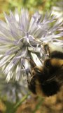 Close up macro film of bee on a wild globe thistle flower gathering nectar, in vertical