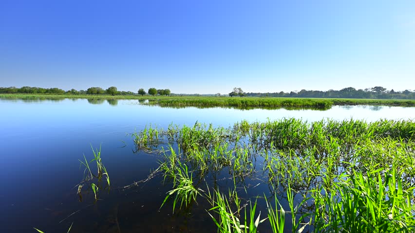 The floodplain of the Bug River, flooded meadows, full of aquatic plants,