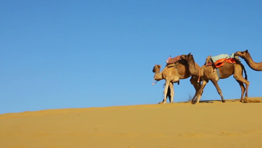 cameleers in desert - camels caravan on sand dune