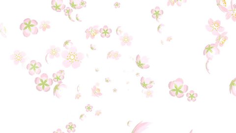 Falling Down Cherry Blossom Flower Stock Footage Video (10