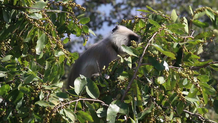 presbytis monkey eating fruits on tree