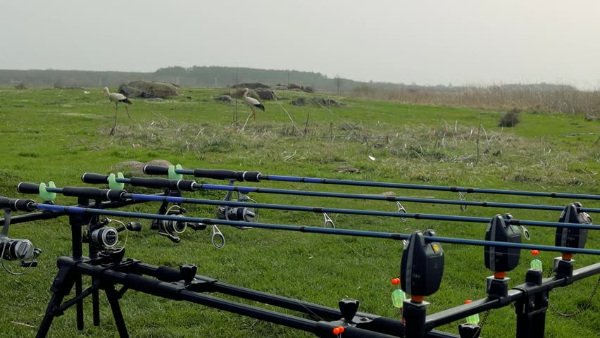 White stork walking near carp fishing rod setup with multiple rods on a stand with alarms set lines near lakeside in early overcast morning. Hobby, angling equipment gear. Fishing reels tackle holders Royalty-Free Stock Footage #3490610675