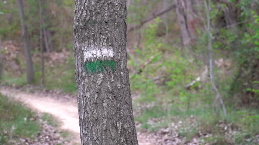 Slow motion, hiker passing by a tree with green and white paint marks, a landmark and trail point.