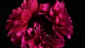 Dahlia flower macro water droplet shot; Shallow depth of field. Colorful chrysanthemum dalia flower macro shot. Summer and spring multi-color floral background - Powered by Shutterstock - Get 15% off with code: PIKWIZARD15