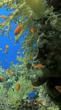 Vertical underwater video about school of orange fish in coral blue background. Pure blue serenity meets clear water calm, creating atmosphere for contemplation and tranquility. Relaxing video.