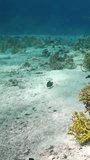Stunning underwater images of coral reef life. World of serenity in mesmerizing vertical video that demonstrates charm of fish. Red Sea.