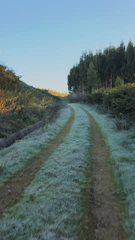 Frosty Dawn: A Winter