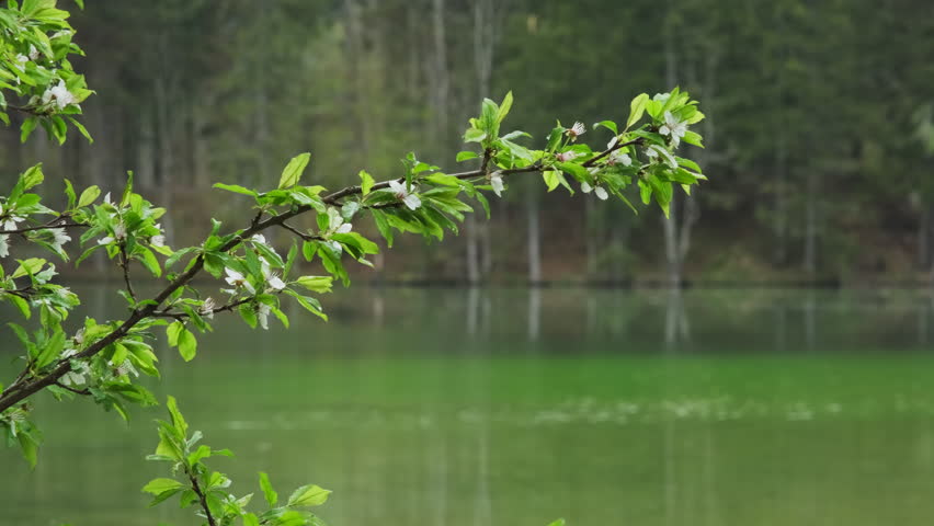 Forest lake view at springtime. Trees reflects in calm green water. Peaceful landscape, 4k