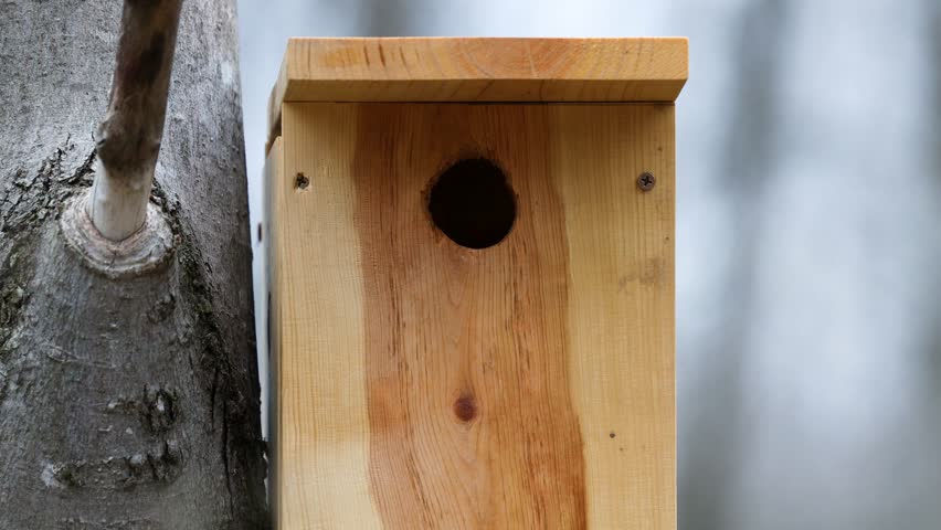 Southern flying squirrel (Glaucomys volans) looking out entry hole of a nesting box then going back inside