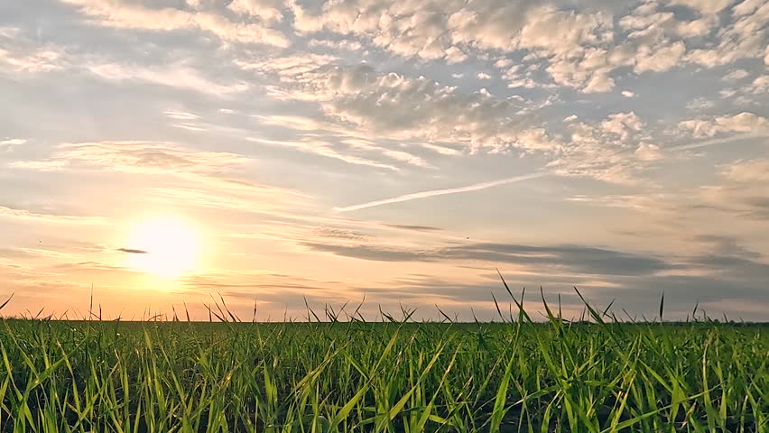 Green grass on field, Clouds are flying across sky. Green wheat sprouts on field in rays of sun. Shoots of young sprouts on field in spring. Growing sprouts. Wheat farming, agribusiness. Fast Motion