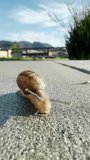 Vertical video. A detailed view of a snail slowly crawling along a road, showcasing its spiral shell and slimy body. The snail moves at a leisurely pace, leaving a trail of mucus behind it.