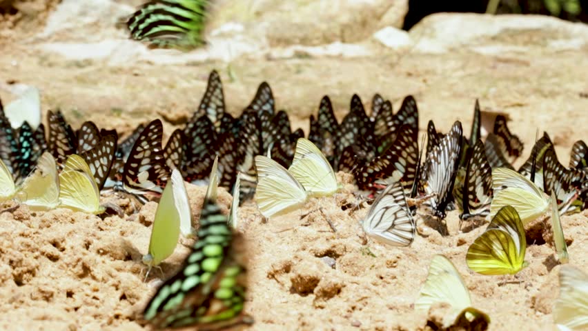 Many buttefly on ground in nature