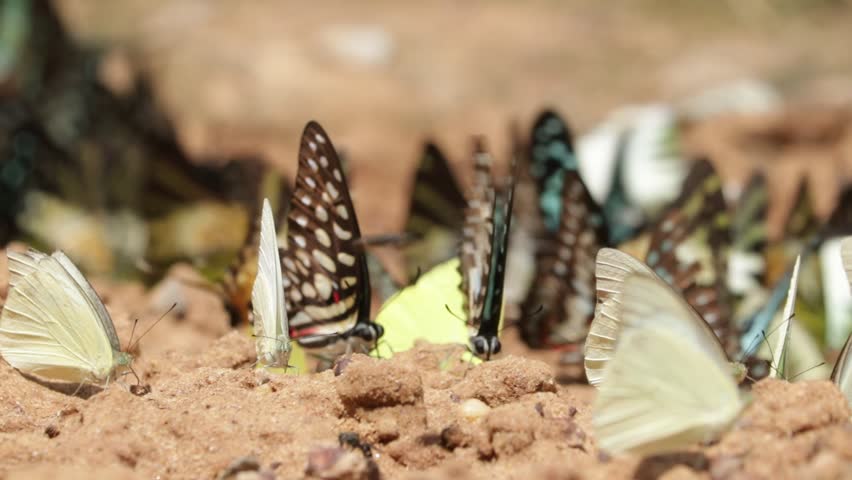 Many buttefly on ground in nature