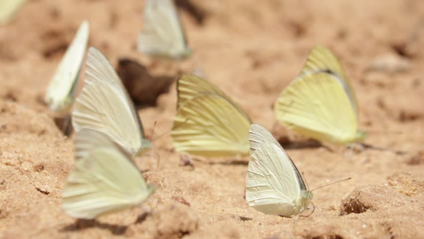Many buttefly on ground in nature