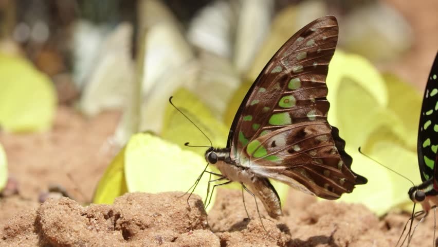 Many buttefly on ground in nature