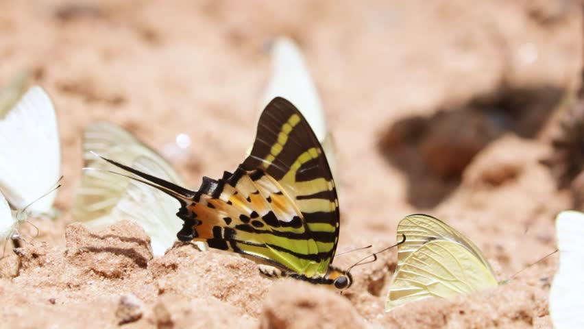 Many buttefly on ground in nature