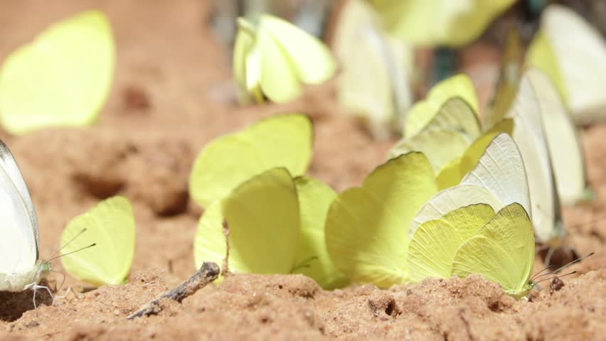 Many buttefly on ground in nature