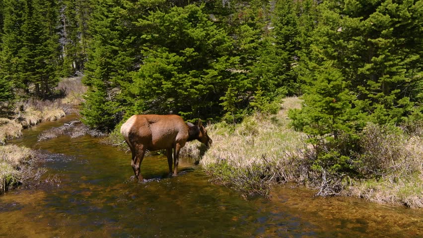 Elk in Mountain Creek - A close-up view of a female elk grazing along Glacier Creek on a sunny Spring day. Rocky Mountain National Park, Colorado, USA.