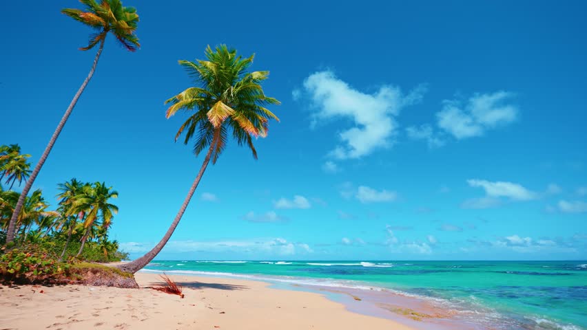 Bounty coconut palms sway on a sunny Dominican beach. Nature video. Scene of landscape view of the beach sea on a summer day. Palm trees on the seashore. Summer vacation.