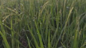 4k video. Defocused video of green rice field waving in the wind. Green rice plants growing. Natural the texture for background.