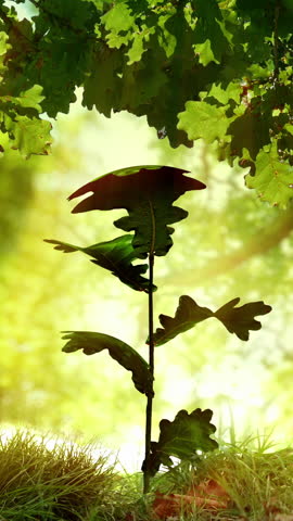 Growing plant under oak tree. Beautiful nature in golden light. The last 20 seconds is a loop. Seedling grows from acorn. Symbolizing life cycles, new beginnings etc. Mix of CG and camera footage.