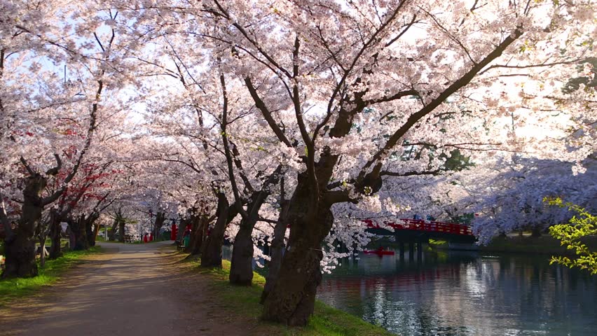 Japanese cherry trees in bloom in Kyoto, Japan, blossoming sakura in Japanese castle at sunrise, avenue with cherry trees in springtime in Japan. High quality 4k footage
