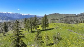 Drone Video of Hikers in Green Hills with Blooming Arrowleaf Balsamroot Wildflowers in the Cascade Mountains of Washington, 4K