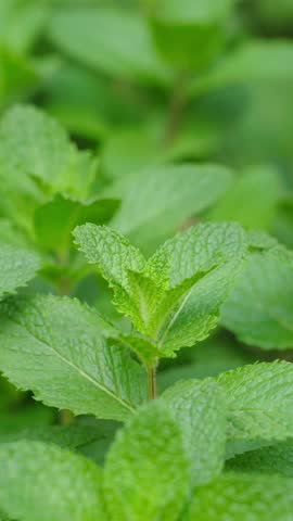 Closeup of a woman's hands picking green mint leaves