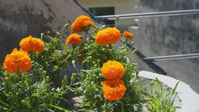 Marigold or tagetes erecta orange flowers in pots swaying in the wind against grey concrete wall of the terrace, close-up.