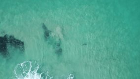 Drone footage of a shark swimming in the ocean peacefully