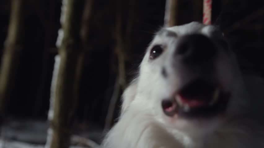 closeup of border collie dog at night, dog breeds. High quality 4k footage