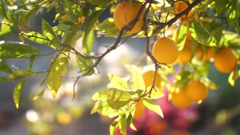 Pan across beautiful oranges growing on tree in garden. Slow motion, 4K UHD.