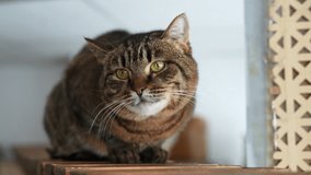 Closeup portrait of beautiful European cat sitting on sofa at home. Cute domestic animal blinking green eyes. Close-up of gorgeous relaxation feline fluffy looking at camera. Shooting in slow motion. - Powered by Shutterstock - Get 15% off with code: PIKWIZARD15