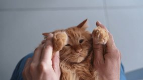 Closeup top view face of adorable ginger cat lying on owners knees, playing with him, covering eyes with paws. Owner stroking loving cat, hugging at home. Furry pedigreed pet relaxing, slow motion. - Powered by Shutterstock - Get 15% off with code: PIKWIZARD15