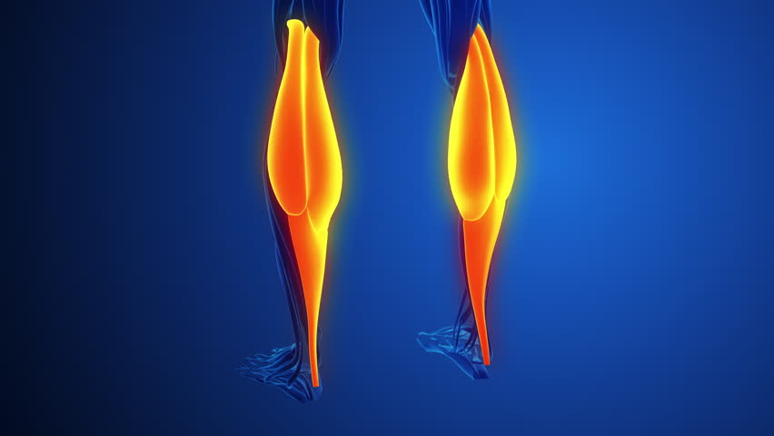 Pain and injury in the Gastrocnemius Muscles