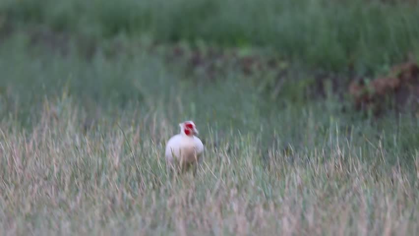 Japanese Green Pheasant (Phasianus versicolor) male in Japan(albinism)