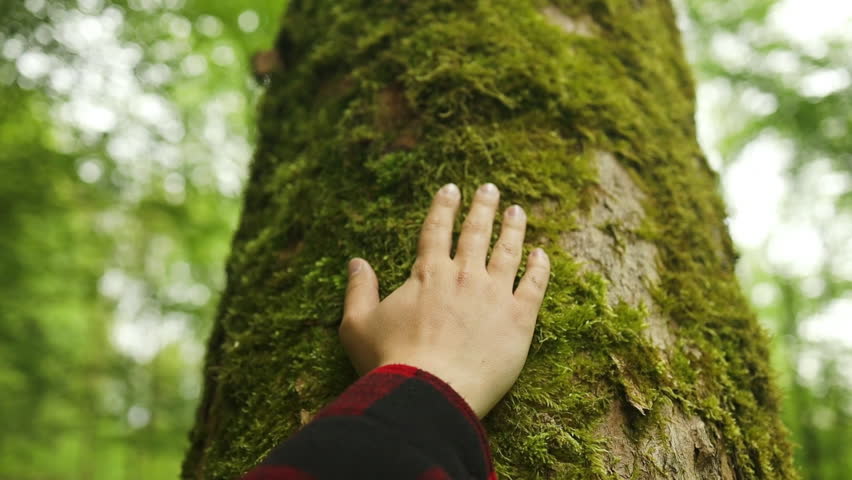 hand touches a tree in a forest park. travel nature protection adventure concept. child's hand strokes a tree in a green forest lifestyle. High quality FullHD footage