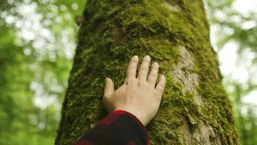 hand touches a tree in a forest park. travel nature protection adventure concept. child's hand strokes a tree in a green forest lifestyle. High quality FullHD footage - Powered by Shutterstock - Get 15% off with code: PIKWIZARD15