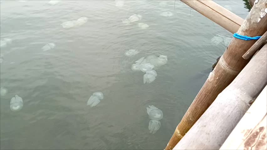 Jellyfish swimming in the shallow seas of Tangerang, Indonesia, a type of invertebrate marine animal belonging to the phylum Cnidaria