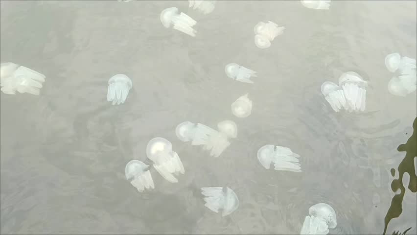 Jellyfish swimming in the shallow seas of Tangerang, Indonesia, a type of invertebrate marine animal belonging to the phylum Cnidaria