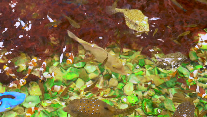 top view aquarium tank .Clown fish,Surgeonfish, Boxfish and Marine leech Royalty-Free Stock Footage #3491235643